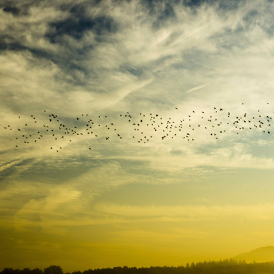 Vogelschwarm am Himmel.jpeg