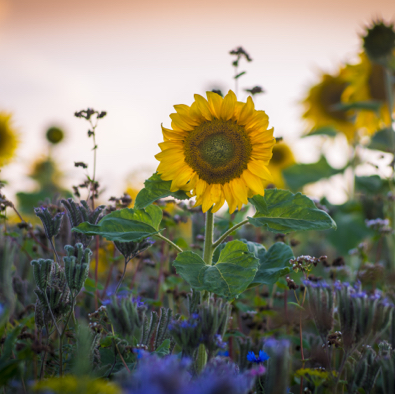 Sonnenblumen Bokeh 02.jpg